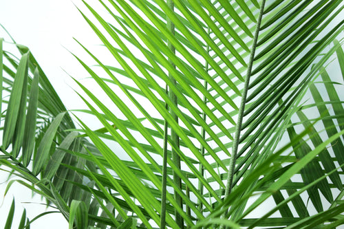 Majesty Palm 7 Gal 5'-6'