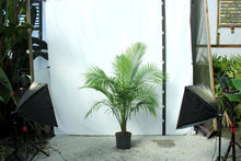 Load image into Gallery viewer, Majesty Palm 7 Gal 5&#39;-6&#39;