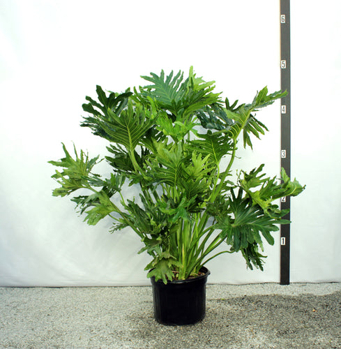 Philodendron Selloum 4' | 15 Gallons