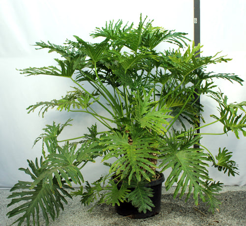 Philodendron Selloum 5'
