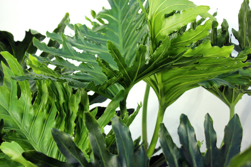 Philodendron Selloum 4' | 15 Gallons