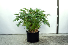 Load image into Gallery viewer, Philodendron Xanadu 7 Gallon