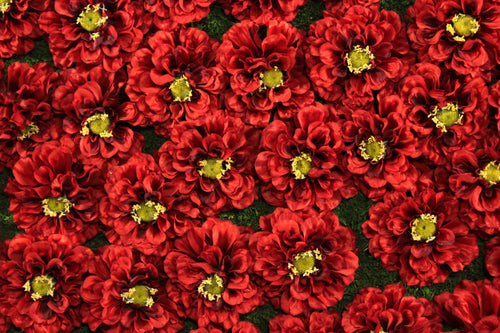 Red Marigold Flower Panels and Walls