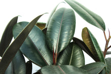 Load image into Gallery viewer, Rubber Plant