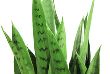 Load image into Gallery viewer, Sansevieria 30&quot;