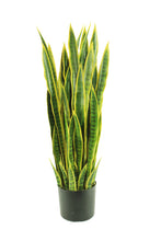 Load image into Gallery viewer, Sansevieria 3&#39;