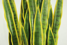Load image into Gallery viewer, Sansevieria 3&#39;