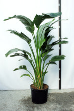 Load image into Gallery viewer, Strelitzia 7-8&#39; &quot;Bird of Paradise&quot;