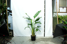 Load image into Gallery viewer, Strelitzia 6&#39; &quot;Bird of Paradise&quot; 7 Gallon