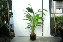 Load image into Gallery viewer, Strelitzia 7-8&#39; &quot;Bird of Paradise&quot;
