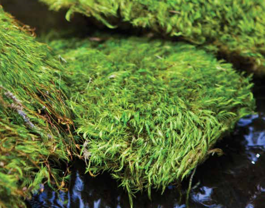 Buy Wholesale Dried Mood Moss in Bulk - FiftyFlowers