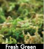 Mountain Moss Preserved (Bulk Box) - Fresh Green