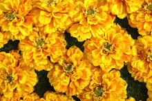 Load image into Gallery viewer, Yellow Marigolds Flower Panels or Walls