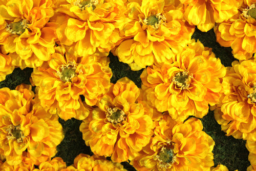 Yellow Marigolds Flower Panels or Walls