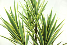 Load image into Gallery viewer, Yucca Green